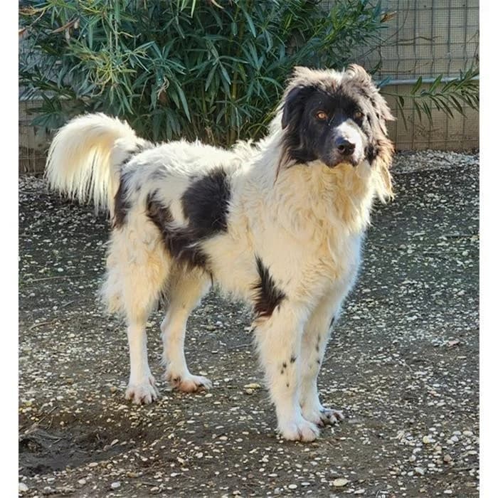 Carbone, Bianco Nero male 4yo mixed breed for adoption at Canile della Muratella, Roma