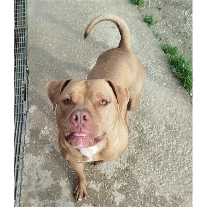 Afet, Fulvo male 4yo Pit Bull Terrier for adoption at Canile della Muratella, Roma