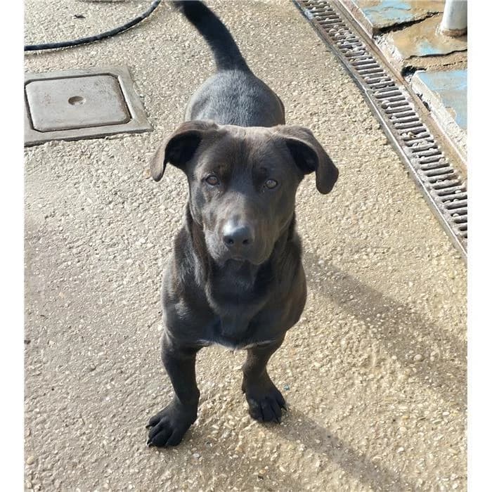 Cappellotto, Nero male 3yo mixed breed for adoption at Canile della Muratella, Roma