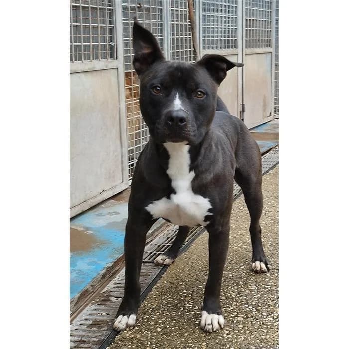 Dumbo, Nero Bianco male 4yo Pit Bull Terrier for adoption at Canile della Muratella, Roma