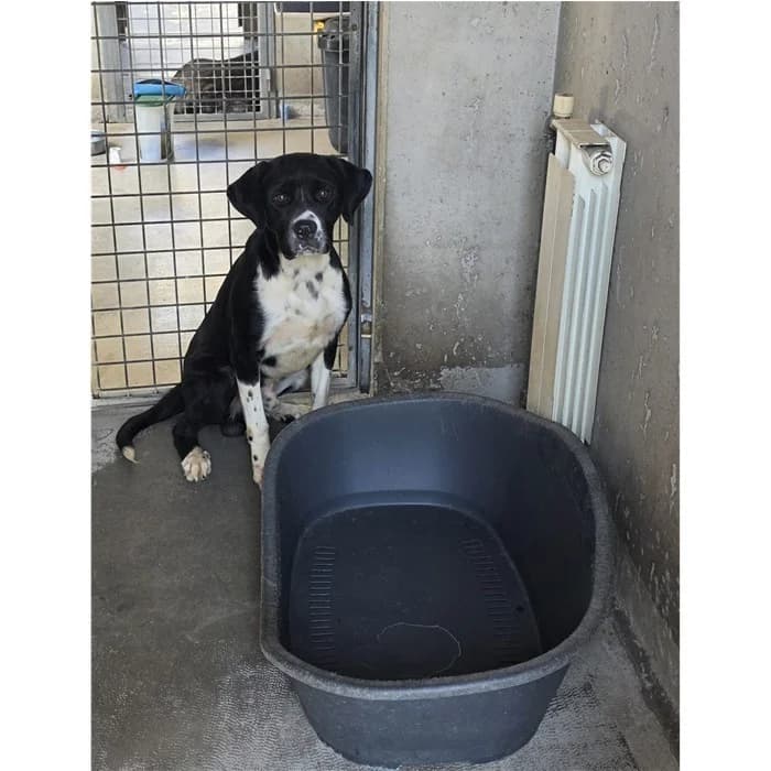Tarsen, Bianco Nero male 7yo mixed breed for adoption at Canile della Muratella, Roma
