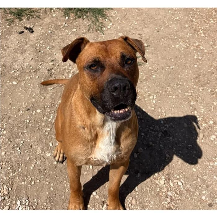 Boris, fulvo focato male 5yo Pit Bull Terrier for adoption at Canile della Muratella, Roma