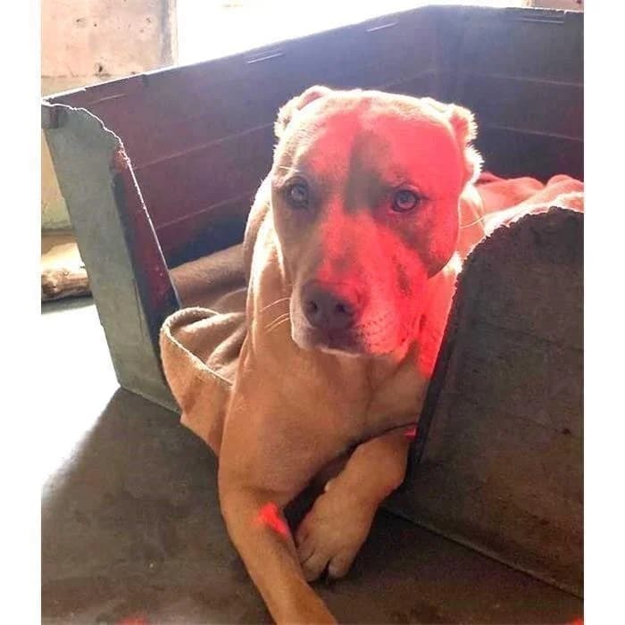 Bottone, Fulvo male 6yo Pit Bull Terrier for adoption at Canile della Muratella, Roma