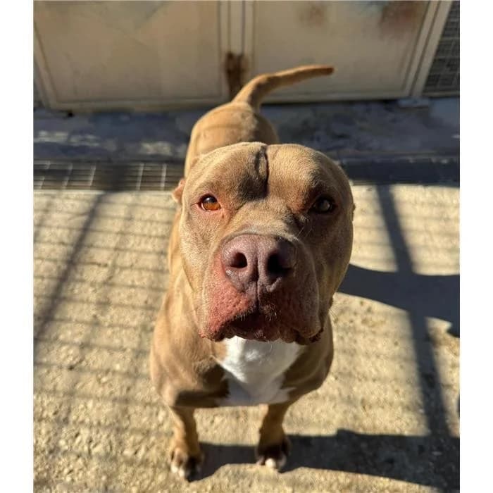 Rocky, marrone bianco male 4yo Pit Bull Terrier for adoption at Canile della Muratella, Roma
