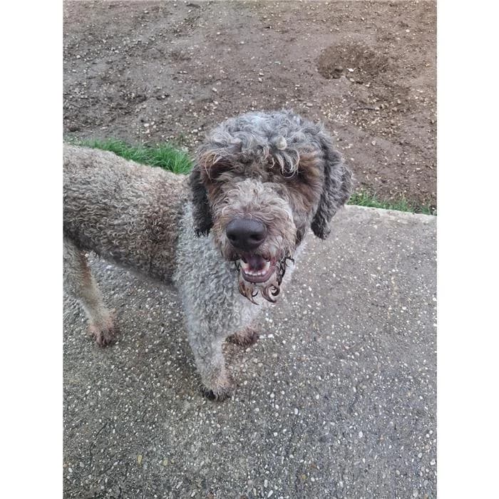 Blasco, Grigio Bianco male 4yo mixed breed for adoption at Canile della Muratella, Roma