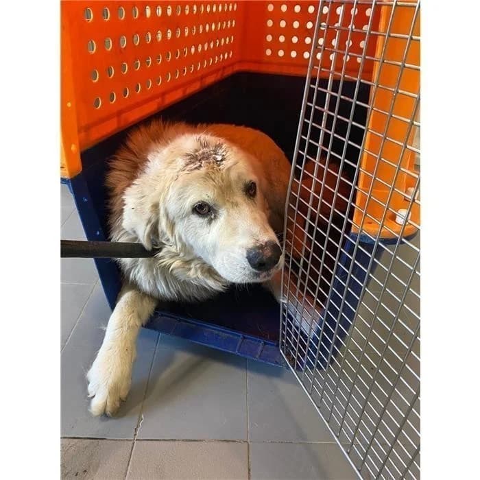 Giorgio, Bianco male 6yo mixed breed for adoption at Canile della Muratella, Roma
