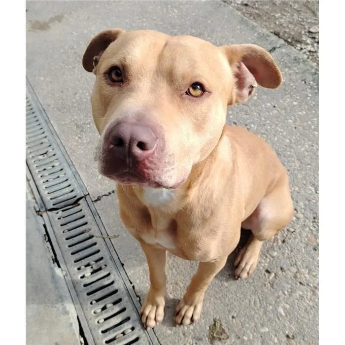 Rascal, fulvo bianco male 7yo Pit Bull Terrier for adoption at Canile della Muratella, Roma