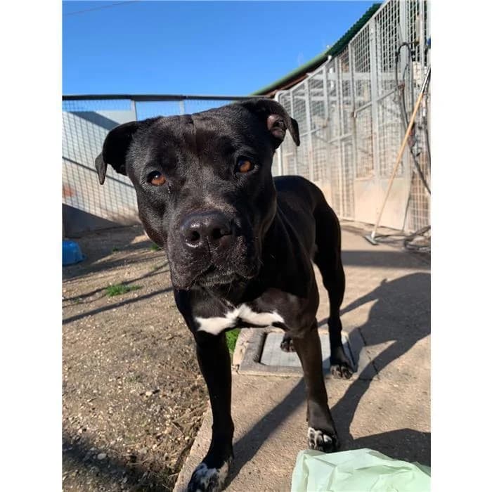 Matilde, Nero female 5yo Pit Bull Terrier for adoption at Canile della Muratella, Roma