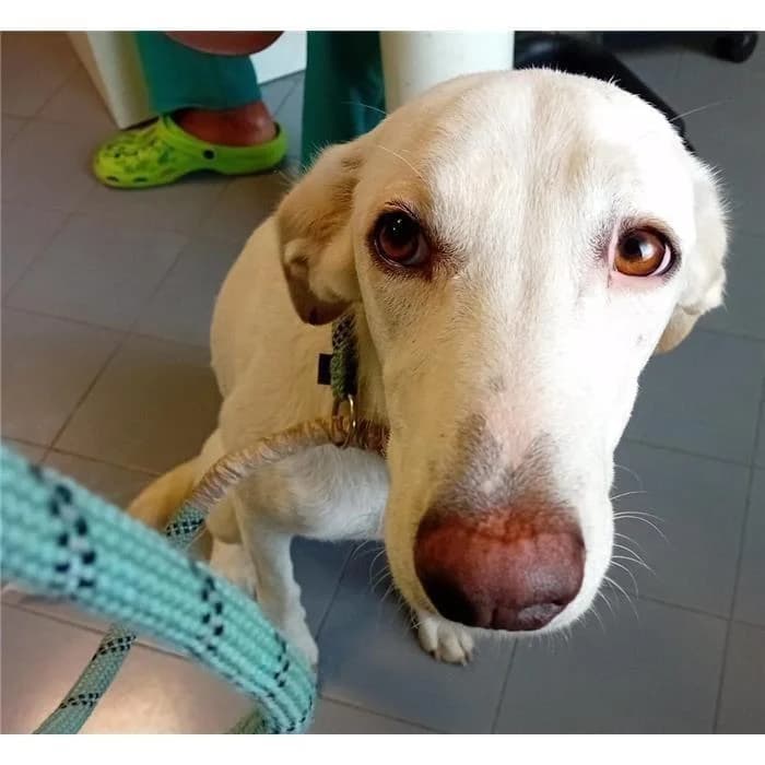Wendy, Bianco female 4yo mixed breed for adoption at Canile della Muratella, Roma