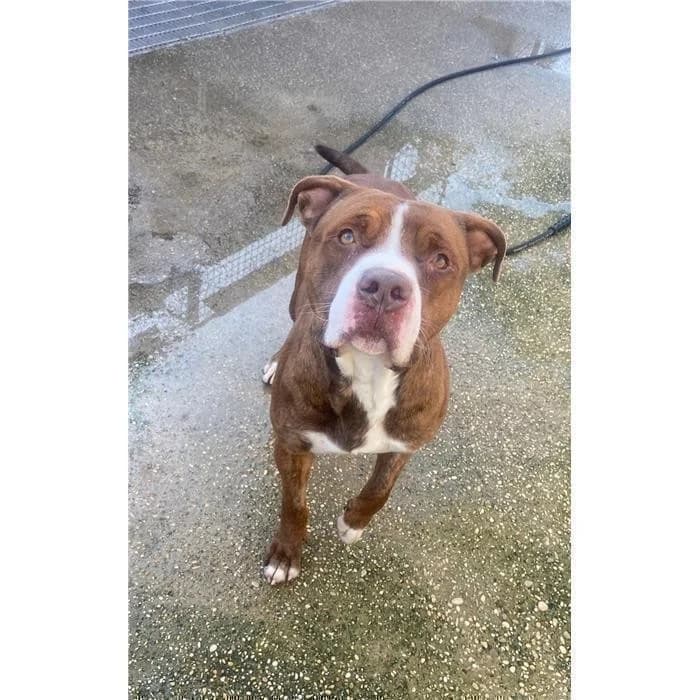 Sabatino, fulvo bianco male 3yo Pit Bull Terrier for adoption at Canile della Muratella, Roma