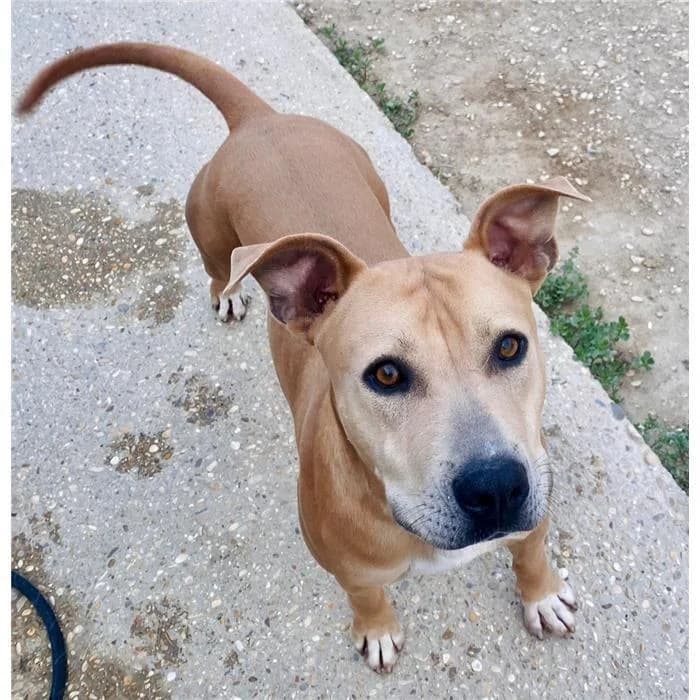 Satollo, Fulvo male 3yo mixed breed for adoption at Canile della Muratella, Roma