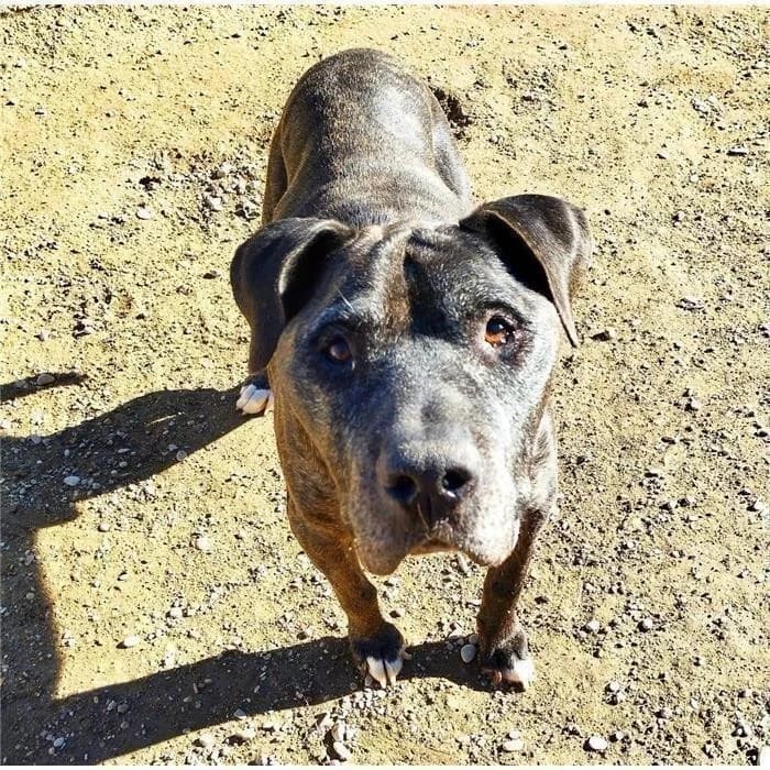 Gancio, Tigrato male senior Pit Bull Terrier for adoption at Canile della Muratella, Roma