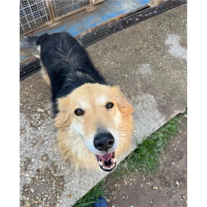 Morgana, Nero Focato female 3yo mixed breed for adoption at Canile della Muratella, Roma