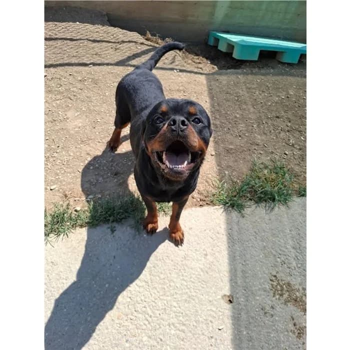 Rolly, Nero Focato male young Rottweiler for adoption at Canile della Muratella, Roma