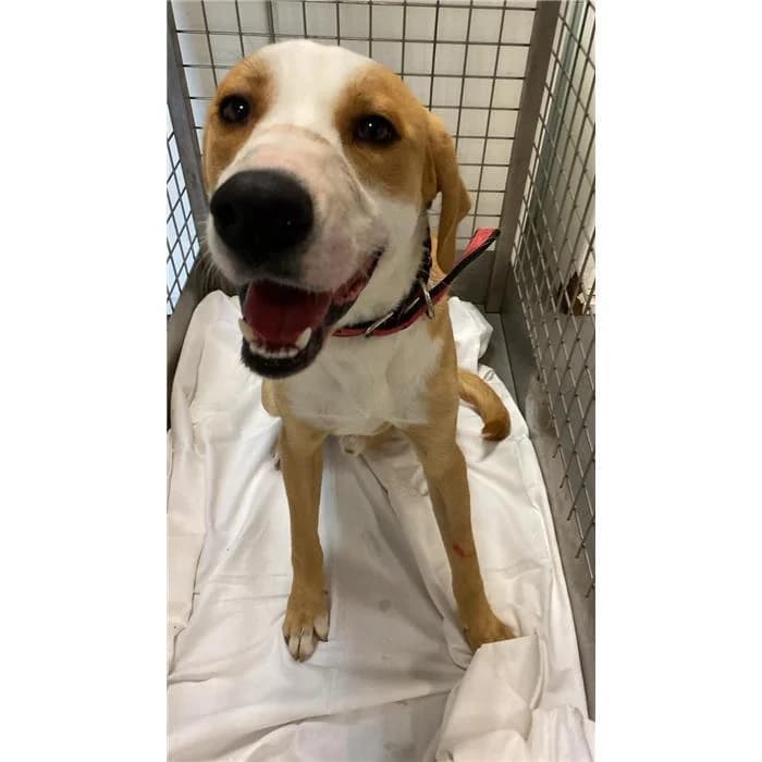 Otto, arancio bianco male young mixed breed for adoption at Canile della Muratella, Roma