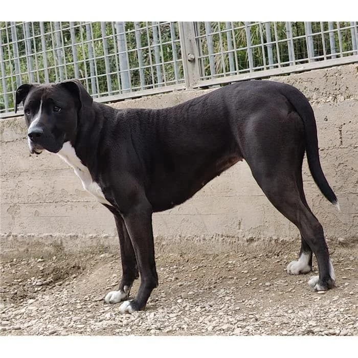 Wilma Rudolph, Nero Bianco female 5yo Pit Bull Terrier for adoption at Canile della Muratella, Roma