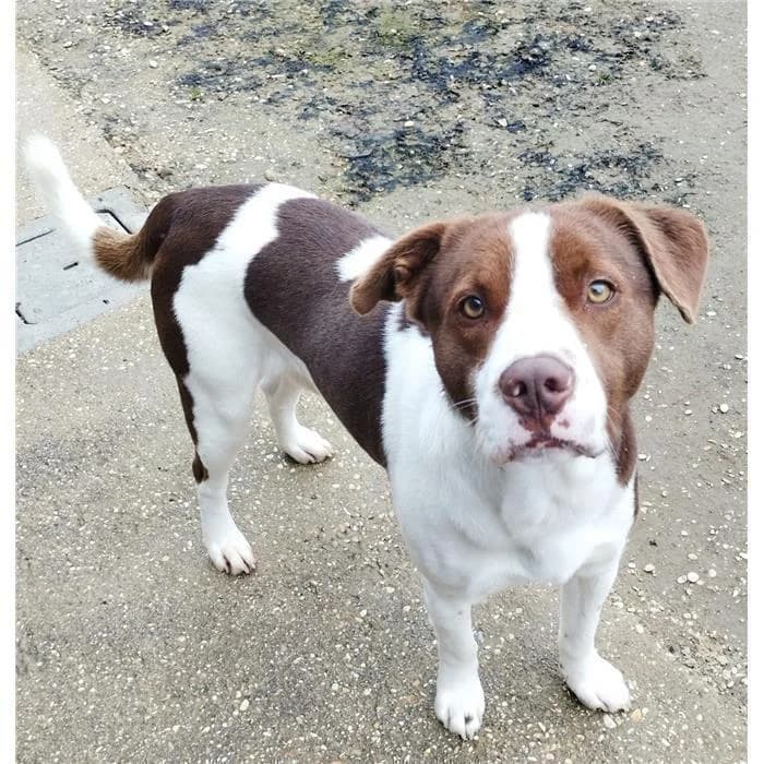 Procolo, marrone bianco male young mixed breed for adoption at Canile della Muratella, Roma