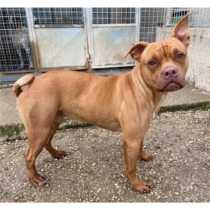 Pig, Fulvo male young Pit Bull Terrier for adoption at Canile della Muratella, Roma