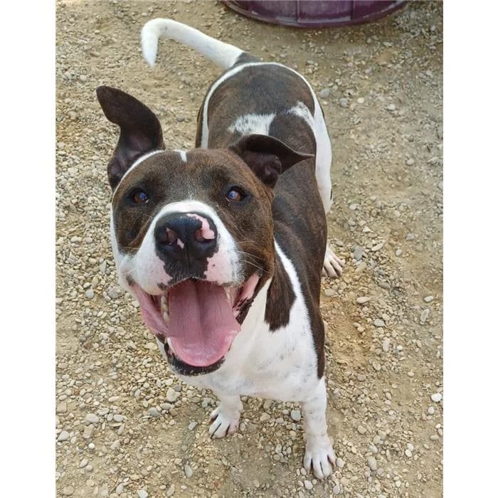 Draco, Tigrato bianco male 4yo Pit Bull Terrier for adoption at Canile della Muratella, Roma