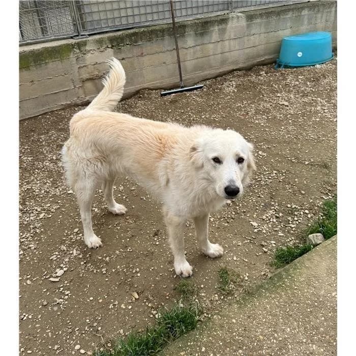 Paul Anka, Bianco male young mixed breed for adoption at Canile della Muratella, Roma
