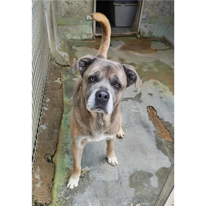 Volt, Grigio Bianco male 5yo Pit Bull Terrier for adoption at Canile della Muratella, Roma