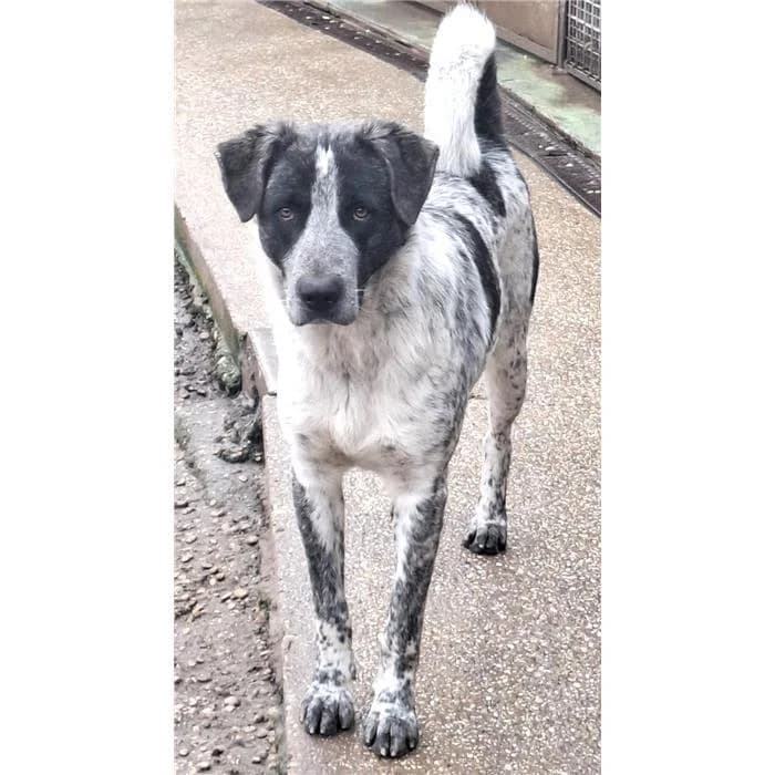 Fred, Nero Focato male 3yo mixed breed for adoption at Canile della Muratella, Roma