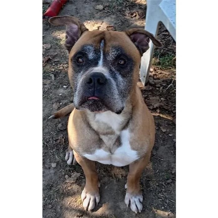 Schettino, fulvo bianco male 6yo mixed breed for adoption at Canile della Muratella, Roma
