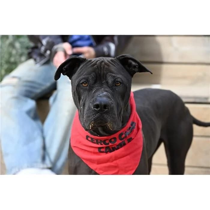 Lontra, Nero male 3yo Pit Bull Terrier for adoption at Canile della Muratella, Roma