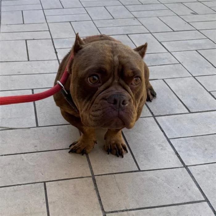 Magda, marrone female 6yo American Bully for adoption at Canile della Muratella, Roma