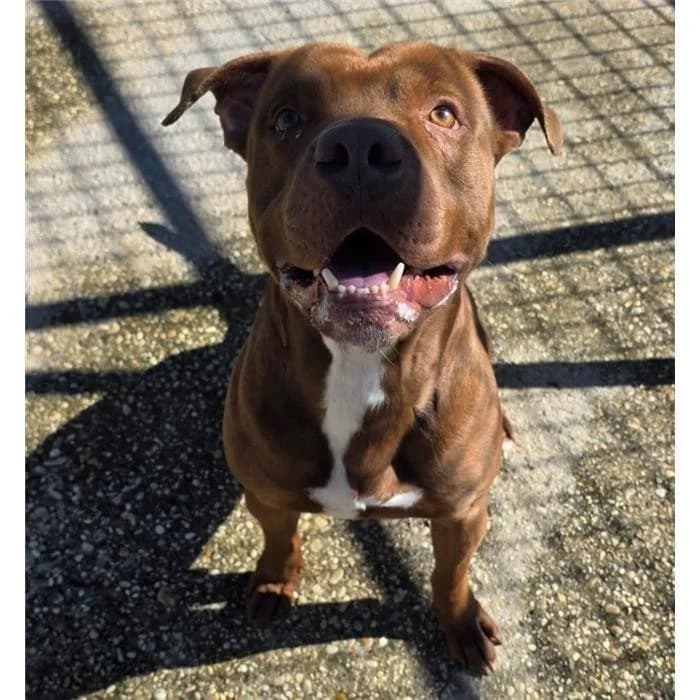 Ciclope, marrone male 3yo Pit Bull Terrier for adoption at Canile della Muratella, Roma