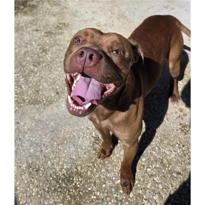 Beach, marrone male 4yo Pit Bull Terrier for adoption at Canile della Muratella, Roma