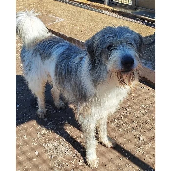 Negan/arianno, Grigio Bianco male young mixed breed for adoption at Canile della Muratella, Roma
