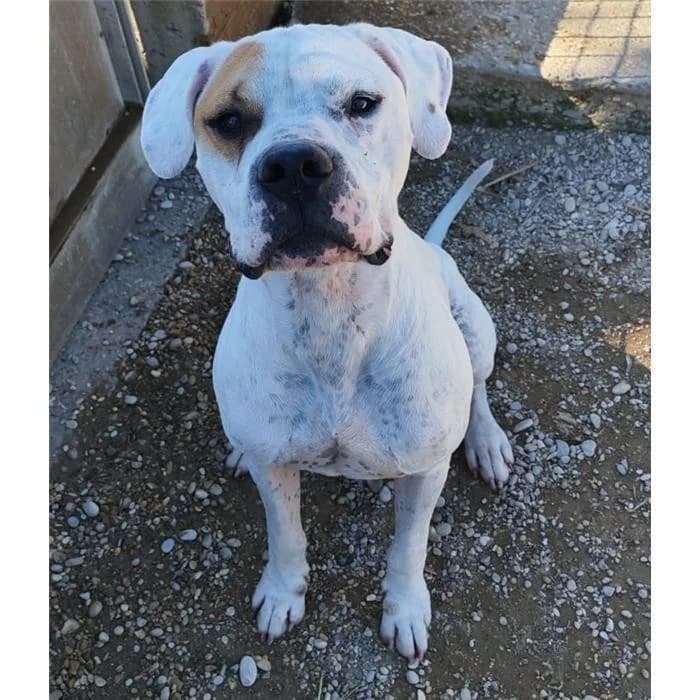 Bongo, bianco arancio male 3yo mixed breed for adoption at Canile della Muratella, Roma