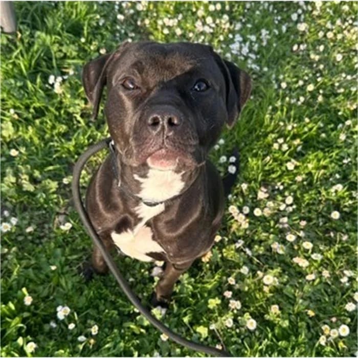 Agata, Nero female young Pit Bull Terrier for adoption at Canile della Muratella, Roma