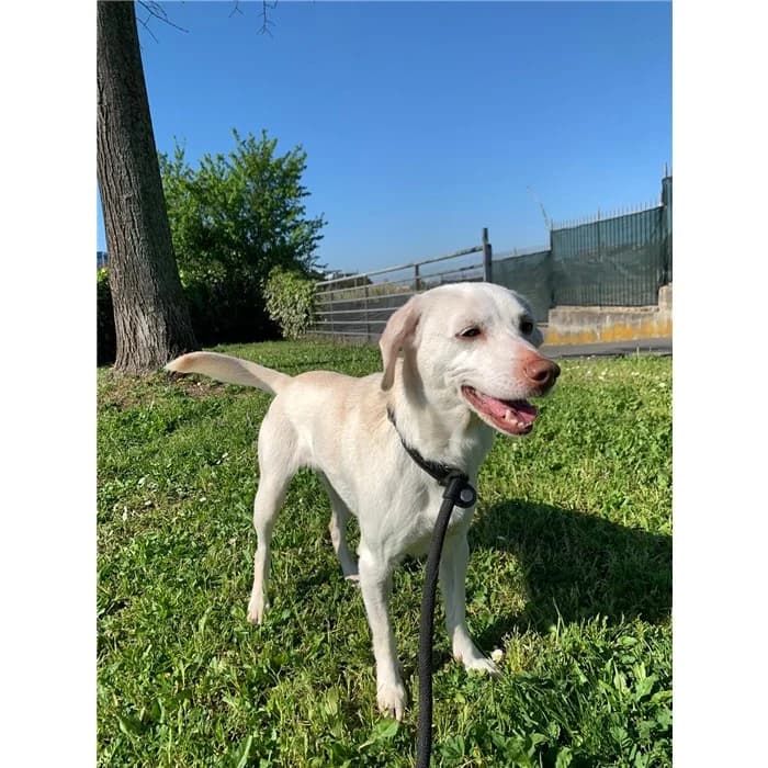 Anna, bianco beige female senior mixed breed for adoption at Canile della Muratella, Roma