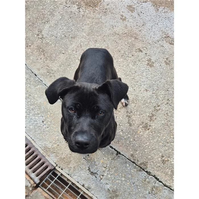 Freud, Nero male young mixed breed for adoption at Canile della Muratella, Roma