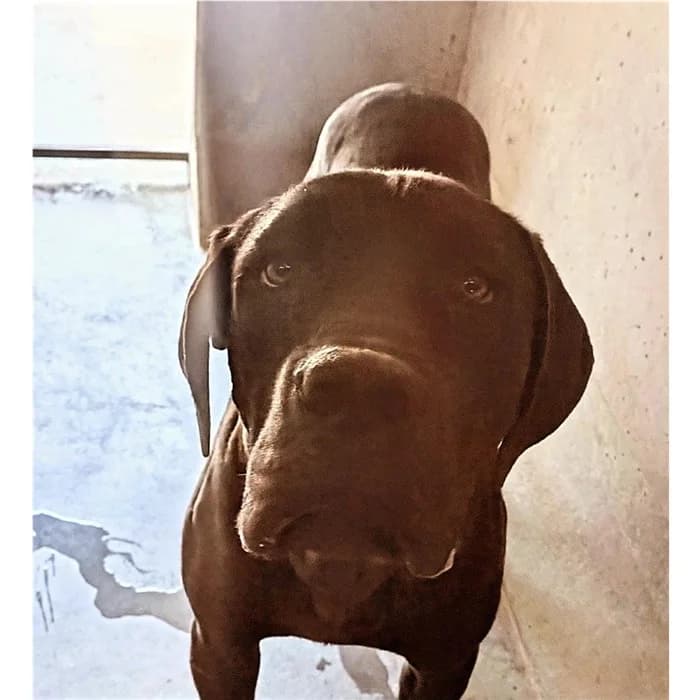 Ramon, Nero male young Cane Corso for adoption at Canile della Muratella, Roma