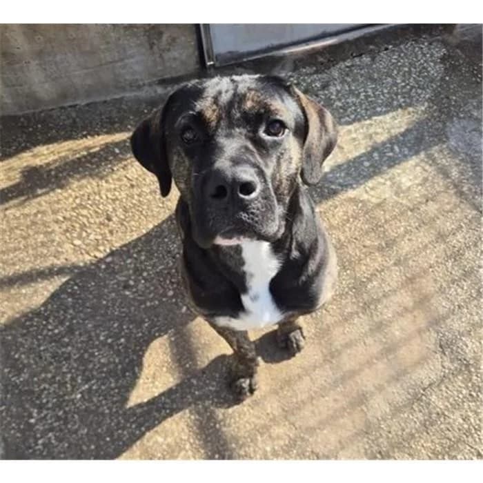 Romeo, Tigrato bianco male Cane Corso for adoption at Canile della Muratella, Roma