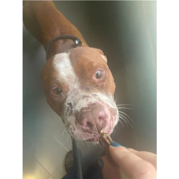 Budino, fulvo bianco male 3yo Pit Bull Terrier for adoption at Canile della Muratella, Roma
