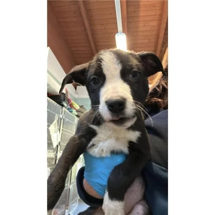 Miss, Nero Bianco female puppy mixed breed for adoption at Canile della Muratella, Roma
