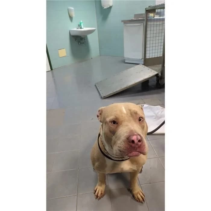 Mila, fulvo bianco female young Pit Bull Terrier for adoption at Canile della Muratella, Roma