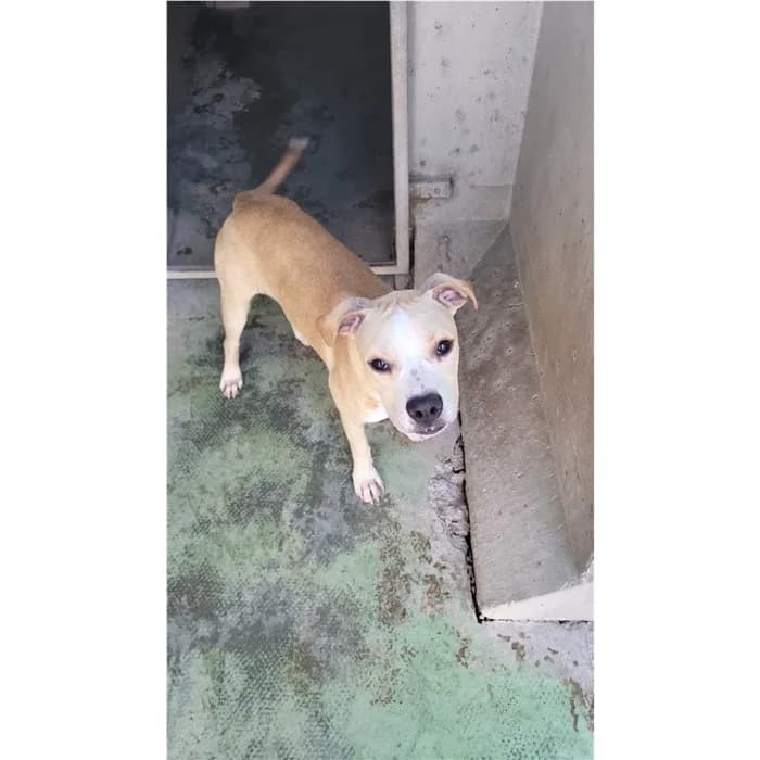 Saretta, Bianco beige female puppy mixed breed for adoption at Canile della Muratella, Roma