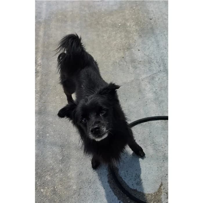 Carlito, Nero male 7yo mixed breed for adoption at Canile della Muratella, Roma