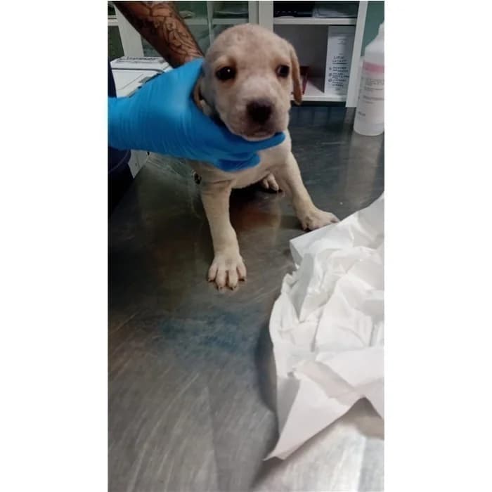 Sibilla, Beige female puppy mixed breed for adoption at Canile della Muratella, Roma