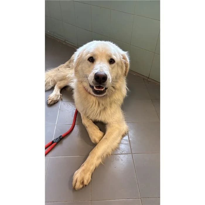 Roccia, Bianco male 3yo mixed breed for adoption at Canile della Muratella, Roma