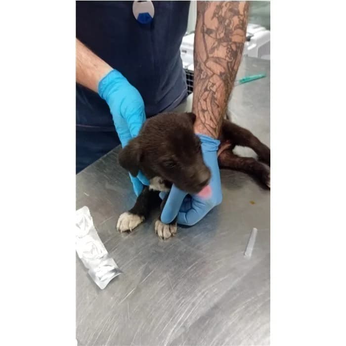 Vermentino, Nero male puppy mixed breed for adoption at Canile della Muratella, Roma