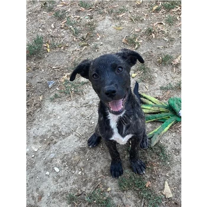 Chiara, nero tigrato female puppy mixed breed for adoption at Canile della Muratella, Roma