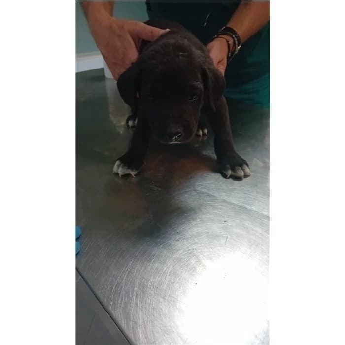Kommy, Nero male puppy mixed breed for adoption at Canile della Muratella, Roma