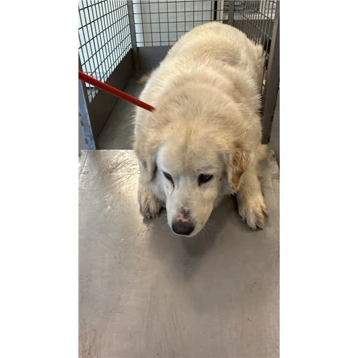 Panna, Bianco female 6yo mixed breed for adoption at Canile della Muratella, Roma
