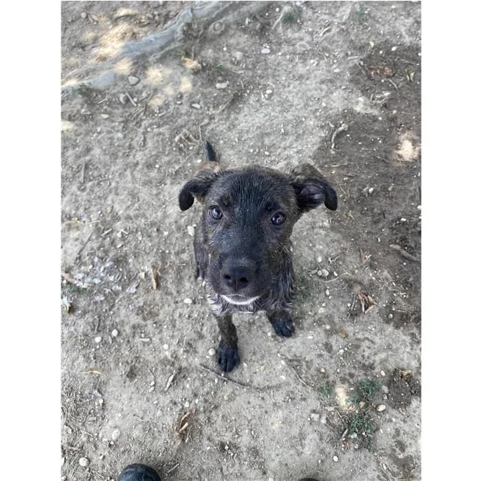 Paola, Tigrato female puppy mixed breed for adoption at Canile della Muratella, Roma